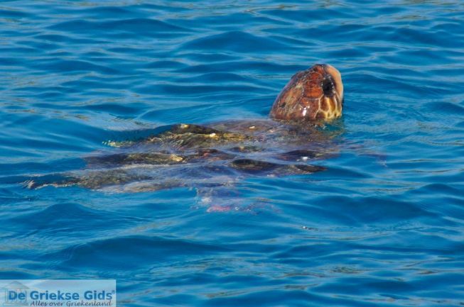 Zakynthos schildpadden De Caretta Caretta Zeeschildpad